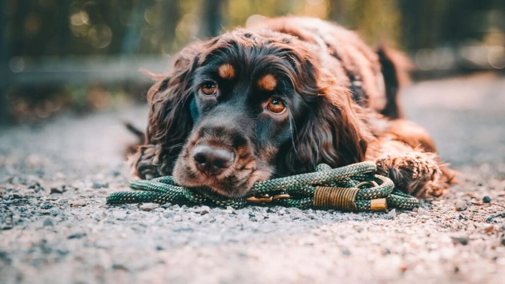 The Underdog Elite: Why the Working Cocker Spaniel Is Redefining the Canine Crown