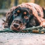 The Underdog Elite: Why the Working Cocker Spaniel Is Redefining the Canine Crown