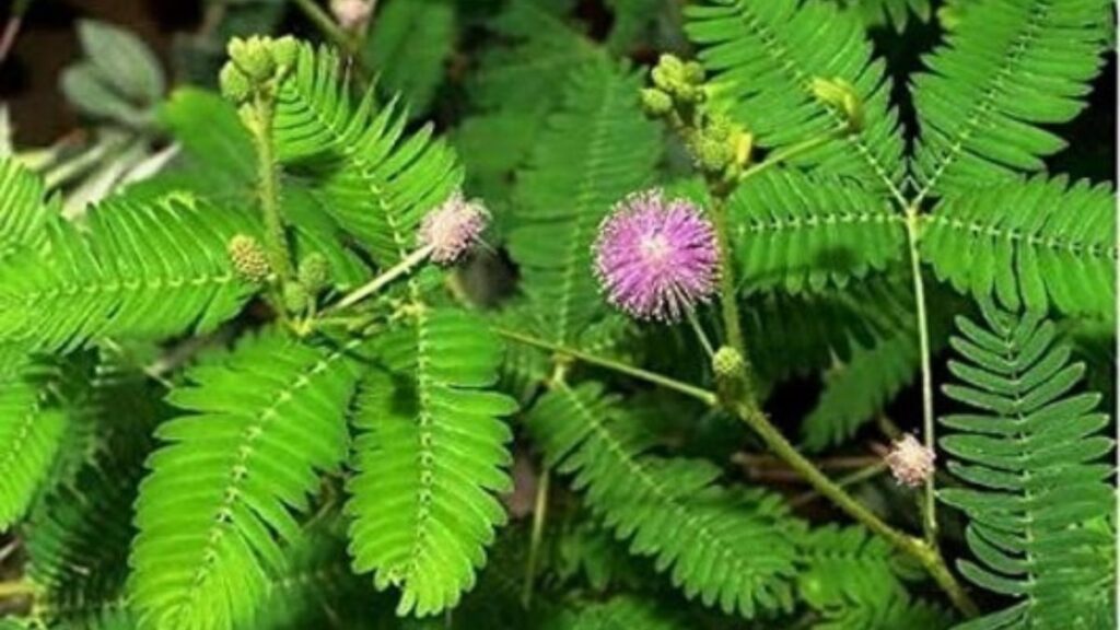 shami tree