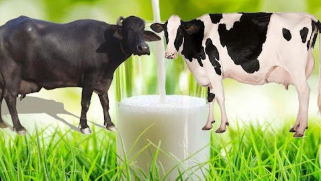 wellhealthorganic buffalo milk tag