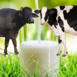 WellHealthOrganic Buffalo Milk Tag: Your Ultimate Solution for Healthy Living