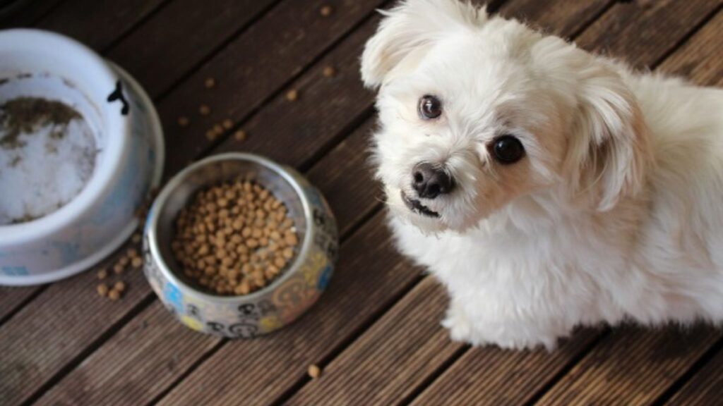 Pet Food