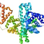 Understanding Albumīns: The Unsung Heroes of Protein