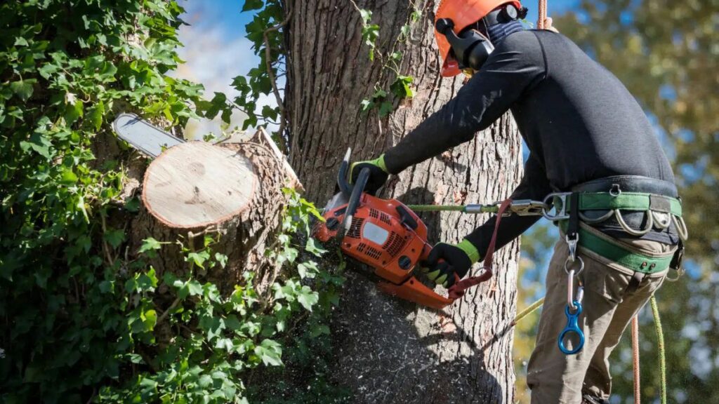 Professional Tree Removal