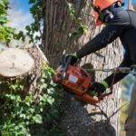 Why Professional Tree Removal Makes All the Difference